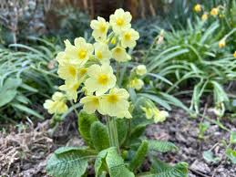 Image result for Schlüsselblumen