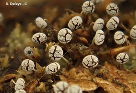 Attēlu rezultāti vaicājumam “Physarum album spores”