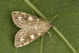 Attēlu rezultāti vaicājumam “Udea olivalis”