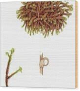 Attēlu rezultāti vaicājumam “Scorpidium revolvens”