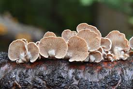 Attēlu rezultāti vaicājumam “Panellus stipticus”