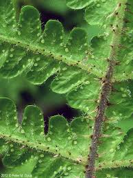 Attēlu rezultāti vaicājumam “Phegopteris connectilis”