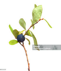 Attēlu rezultāti vaicājumam “Vaccinium uliginosum”