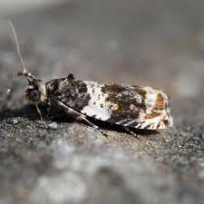 Attēlu rezultāti vaicājumam “Orthotaenia undulana”