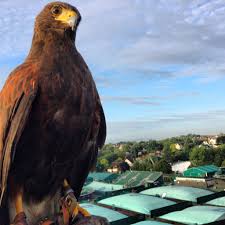 Image result for Wimbledon Hawks