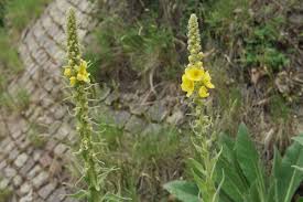 Image result for Verbascum thapsus