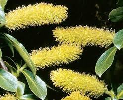 Attēlu rezultāti vaicājumam “Salix pentandra flower”
