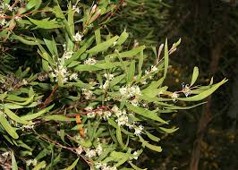 Attēlu rezultāti vaicājumam “Achillea salicifolia leaf”
