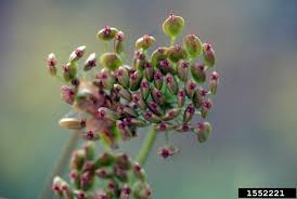 Attēlu rezultāti vaicājumam “Pastinaca sativa subsp. sylvestris leaf”