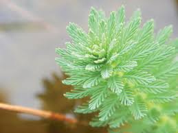 Attēlu rezultāti vaicājumam “Myriophyllum alterniflorum leaf”