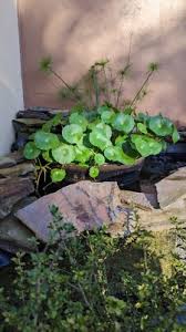 Attēlu rezultāti vaicājumam “Hydrocotyle vulgaris flower”