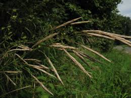 Attēlu rezultāti vaicājumam “Bromopsis inermis fruit”