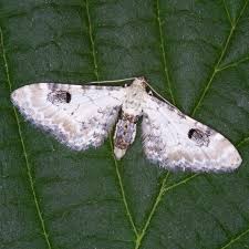 Attēlu rezultāti vaicājumam “Eupithecia centaureata”