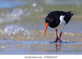 Attēlu rezultāti vaicājumam “Haematopus ostralegus”