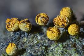 Attēlu rezultāti vaicājumam “Physarum auriscalpium sessile”