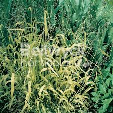 Attēlu rezultāti vaicājumam “Milium effusum”