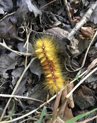 Attēlu rezultāti vaicājumam “Acronicta aceris larva”