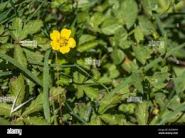 Attēlu rezultāti vaicājumam “Potentilla reptans bud”