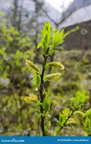 Attēlu rezultāti vaicājumam “Salix triandra male flower”