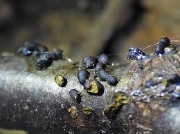 Attēlu rezultāti vaicājumam “Trichia scabra sessile”