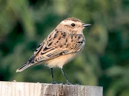 Attēlu rezultāti vaicājumam “Saxicola rubetra”