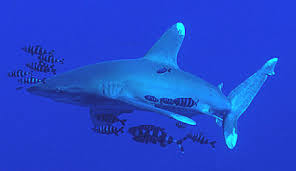 Image result for Carcharhinus longimanus