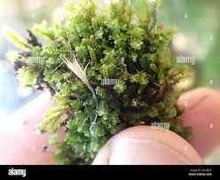 Attēlu rezultāti vaicājumam “Diplophyllum albicans”