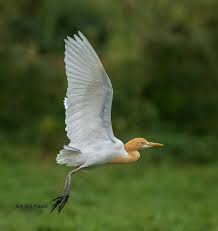 Attēlu rezultāti vaicājumam “Bubulcus ibis”