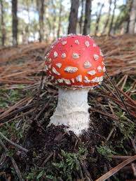 Image result for vliegenzwam