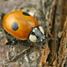 Attēlu rezultāti vaicājumam “Adalia bipunctata imago”