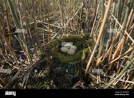 Attēlu rezultāti vaicājumam “Podiceps cristatus nest”