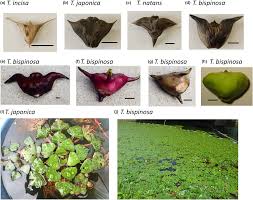 Attēlu rezultāti vaicājumam “Trapaceae”