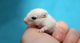 Image result for Gerbil