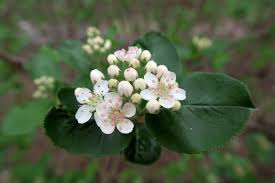Attēlu rezultāti vaicājumam “Aronia melanocarpa flower”
