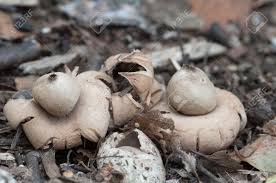Attēlu rezultāti vaicājumam “Geastrum fimbriatum”