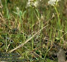 Attēlu rezultāti vaicājumam “Carex chordorrhiza”