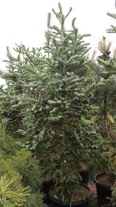 Attēlu rezultāti vaicājumam “Abies veitchii”