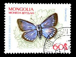 Attēlu rezultāti vaicājumam “Agrodiaetus damon underside”