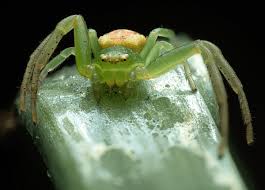 Attēlu rezultāti vaicājumam “Diaea dorsata”