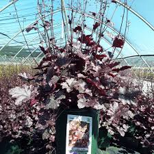 Image result for Heuchera `Midnight Rose`