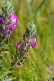 Attēlu rezultāti vaicājumam “Ononis arvensis leaf”