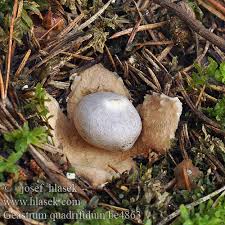 Attēlu rezultāti vaicājumam “Geastrum quadrifidum”
