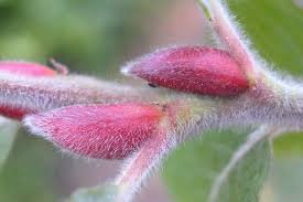 Attēlu rezultāti vaicājumam “Salix cinerea female flower”