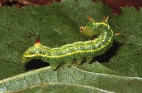 Attēlu rezultāti vaicājumam “Ptilodon capucina larva”