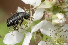 Attēlu rezultāti vaicājumam “Oxythyrea funesta”