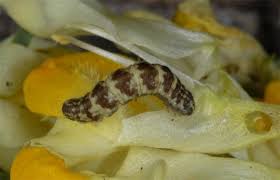 Attēlu rezultāti vaicājumam “Eupithecia linariata”