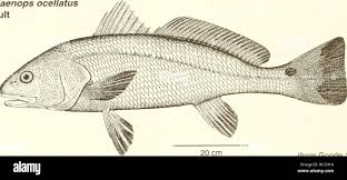 Image result for Sciaenops ocellatus