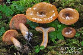 Attēlu rezultāti vaicājumam “Lactarius deliciosus”