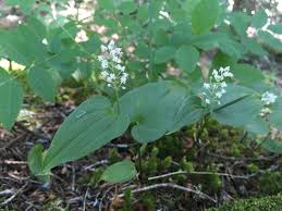 Attēlu rezultāti vaicājumam “Maianthemum bifolium fruit”