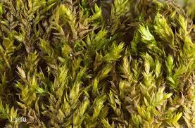 Attēlu rezultāti vaicājumam “Taxiphyllum wissgrillii”